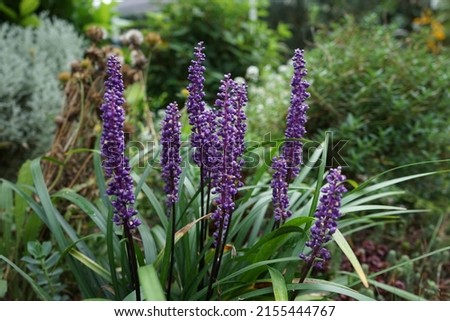Liriope muscari 'Moneymaker' is an erect evergreen perennial that produces blue-purple flowers in panicles from August to October. Berlin, Germany Royalty-Free Stock Photo #2155444767