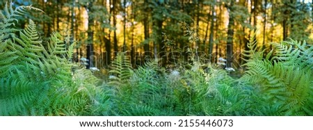 green fern leaves on abstract natural forest background. beautiful mysterious forest landscape with plants. Summer season. environment, Inspiration nature concept. banner. template for design.