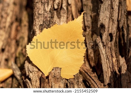 yellow autumn birch leaf stuck in wood, old wood texture and leaf