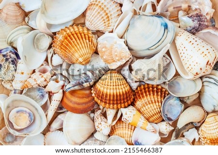 Summer flat lay, pile of colorful seashells close-up Royalty-Free Stock Photo #2155466387