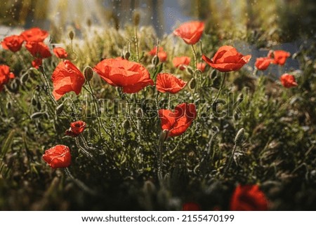 beautiful wild red poppies on a spring meadow in warm sunshine