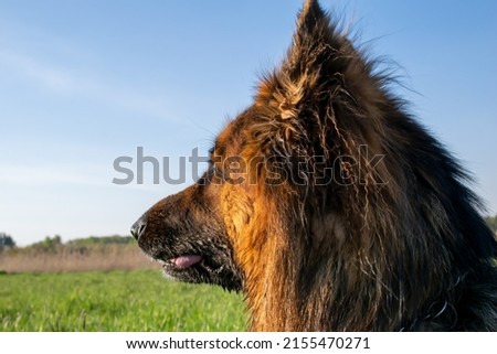 head of a German Shepherd Dog