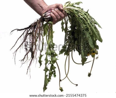 A full dandelion plant pulled from the ground all the way down to its roots in the tightly clenched fist of a man's hand against a white background.