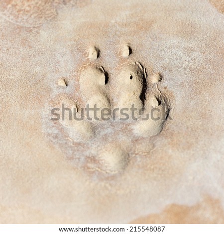 footprint of an animal in clay