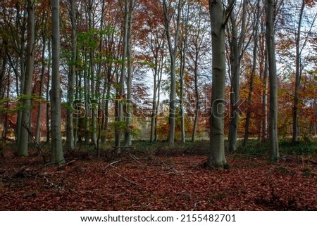 Autumn forrest and woodland Cambridgeshire England 