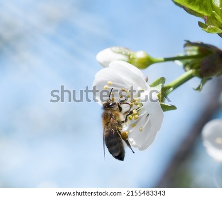 Cherry flower close-up in which a bee sits