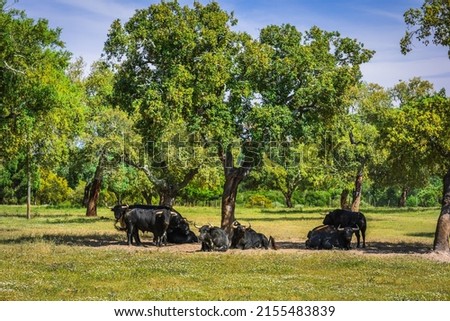 Wild bulls herd in the plains of Chamusca, Ribatejo - Portugal. Bullfighting bulls in the wild Royalty-Free Stock Photo #2155483839