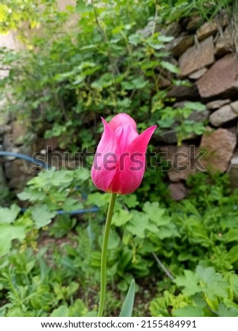 
a pink tulip in the garden
