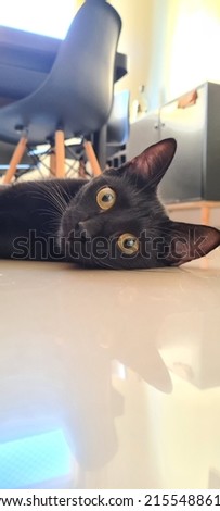 cute black cat yellow eyes
