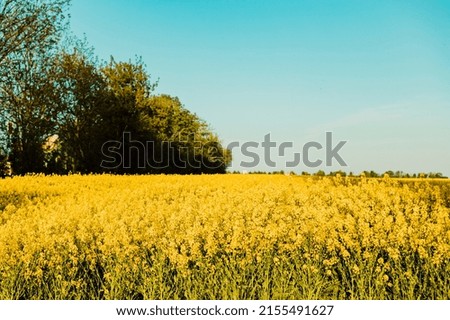 Beautiful yellow rapeseed field against the blue sky