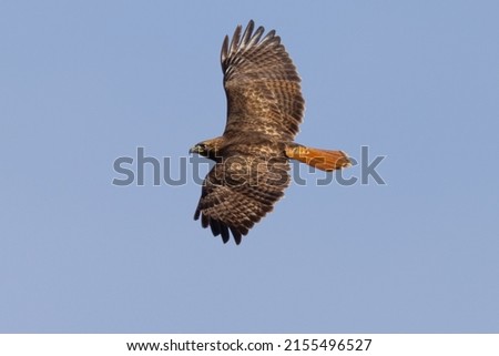 Bottom view of a red-tailed hawk flying, seen in the wild in  South Oregon Royalty-Free Stock Photo #2155496527