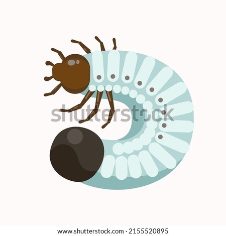 Larva beetle, chafer beetle isolated on white background. 