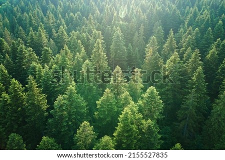 Aerial view of green pine forest with dark spruce trees. Nothern woodland scenery from above Royalty-Free Stock Photo #2155527835