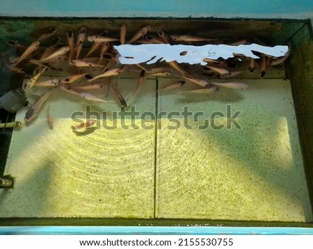 fish pond seen from above. home interior background concept, exterior, decoration, animal, wildlife, park, outdoor, design, hobby, hobbies, lifestyle