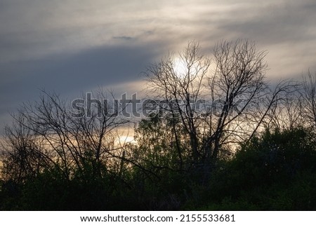 Silhouette of tree branches against the background of the evening sky.