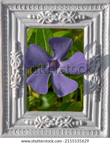 Blooming Vinca minor or Lesser periwinkle flowers in the white ornamental picture frame.