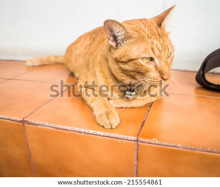 red male cat,sitting on orange floor, over white background