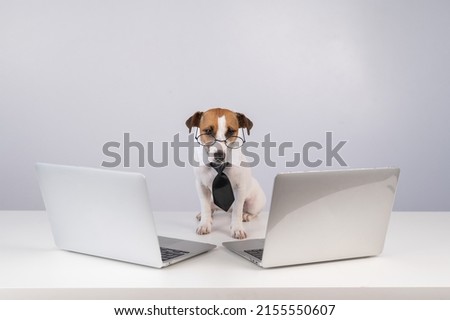 Jack Russell Terrier dog in glasses and a tie sits between two laptops on a white background.