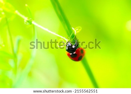 Cute fairy red Ladybugs climbing up the stem of a plant. Image Processed macro close-up photography.