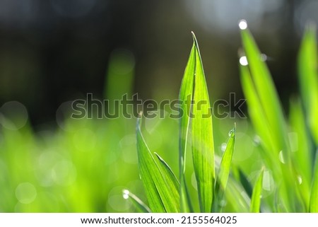 Green wheat grass with transparent water drops on field close up. Fresh morning dew at sunrise.
