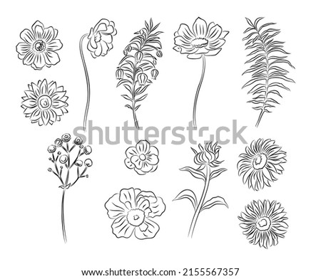 Set of wild flower line art vector illustrations. Variety of summer flowers hand drawn black ink illustrations isolated on white background.
