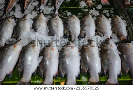 Fresh sea bass frozen in ice is sold at Ban Phe Seafood Market, Rayong, Thailand.