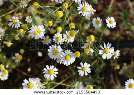 White beautiful daisies on a field in spring