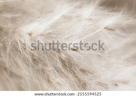 Beige neutral color dried fluffy tiny romanticcute flowers branches with seeds and light fluff macro on blur background