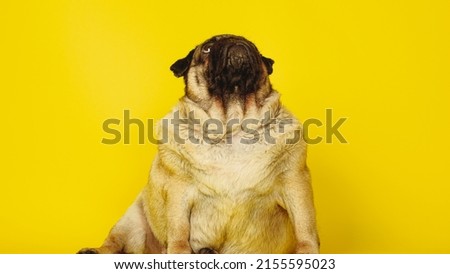 Cute pug on a yellow background. Charming pet pug sitting on a yellow background in the studio and looking up.