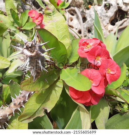 Succulent plant Crown of thorns ( latin Euphorbia milii ) known as Christ plant, or Christ thorn, is a species of flowering plant in the spurge family Euphorbiaceae, native to Madagascar. Royalty-Free Stock Photo #2155605699