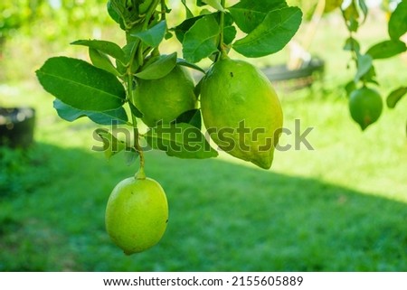 fresh lemon from organic farm