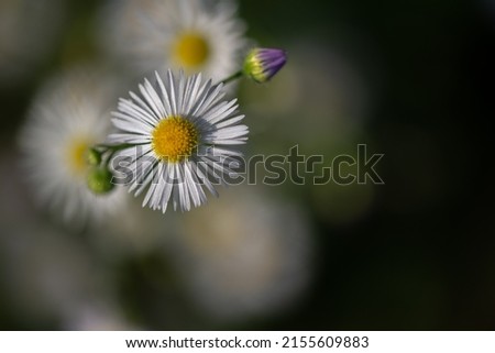 Erigeron annuus (aster annuus), annual fleabane, daisy fleabane, eastern daisy fleabane, white flower with a yellow center of dew, dark background.