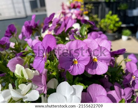 Vibrant purple violet and white Viola Cornuta pansies flowers close up, floral wallpaper background with blooming pink purple heartsease pansy flowers