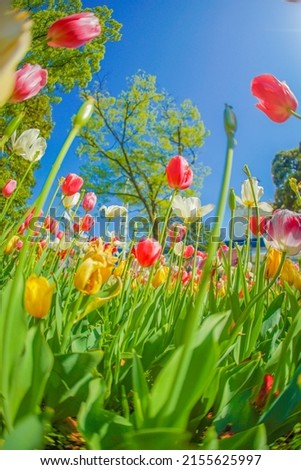 Colorful tulips and fine weather in Naka -ku, Yokohama -shi Royalty-Free Stock Photo #2155625997