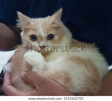 cute cat on the lap afraid of the camera when taking pic for the first time