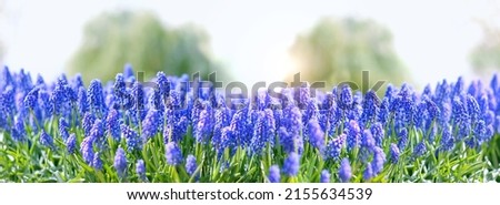 Beautiful blue Muscari flowers close up on spring meadow, floral abstract natural background. spring blossom season. Gentle colorful artistic nature image. template for design. banner Royalty-Free Stock Photo #2155634539