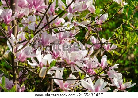 Pink magnolias in the spring garden	
