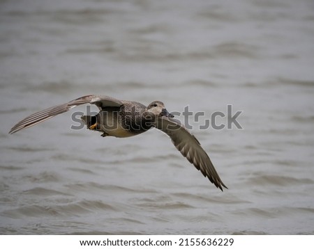 Gadwall, Mareca strepera, Single male bird in flight, Yorkshire, April, 2022