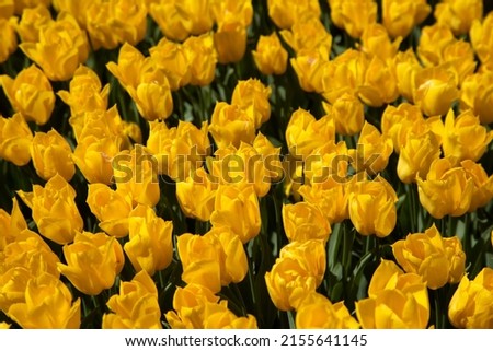 Yellow tulips in the garden, spring season