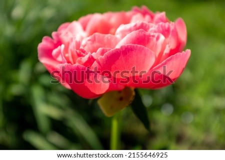 A single vivid peony bud on blurred green background at the sunny day, side view. Flower bud. Pink peony shot at close range for poster, calendar, post, copy space for your design or text
