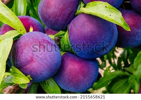 Selective focus. Ripe blue purple plums in plum garden. Haversting background. Ripe plums in orchad. Many ripe fruits in plantation.  Royalty-Free Stock Photo #2155658621