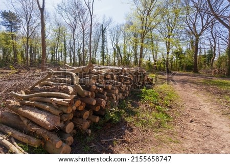 Pile of logs on the side of a path in an ancient wood in Suffolk, UK.