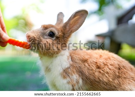 Hungry Bunny Eating Carrot From Hands Outdoor.