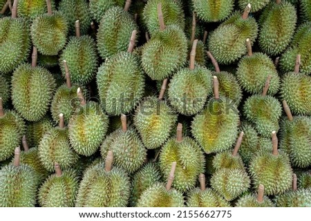 Many durian group waiting to be exported, agriculture in Thailand is product of quality ,king of fruit, durian pattern background 