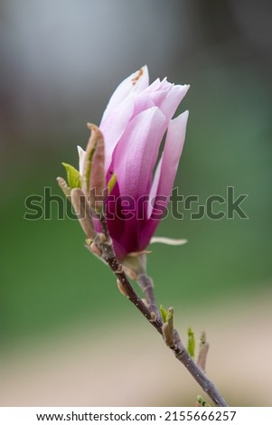 Beautiful Magnolia Flower, Lily Magnolia , Violet Magnolia.