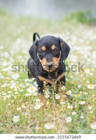 A small puppy looks at the camera and sits in the green grass. For an article about dogs, veterinary clinic. Printing on a calendar, notepad, banner, website.