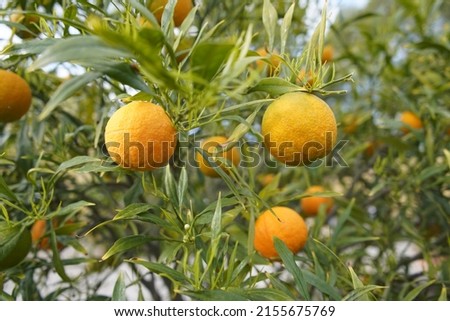 Citrus aurantium , Salicifolia, Rutaceae family. Berggarten, Hanover.