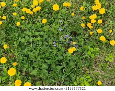 abstract super cute and nice interesting picture photo. Spring landscape landscape in Ukraine. Yellow dandelions on a background of green grass.