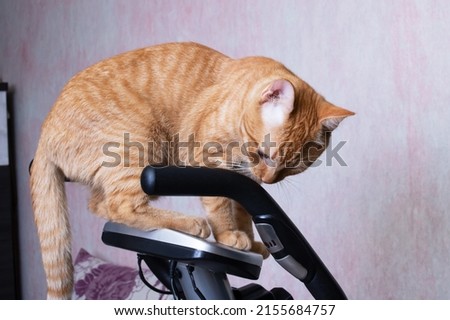 Young cat with exercise bike at home close up