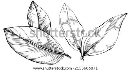 Bay leaf vector isolated plant with leaves. Herbal engraved style illustration. Detailed organic product sketch.The best for design logo, menu, label, icon, stamp Royalty-Free Stock Photo #2155686871